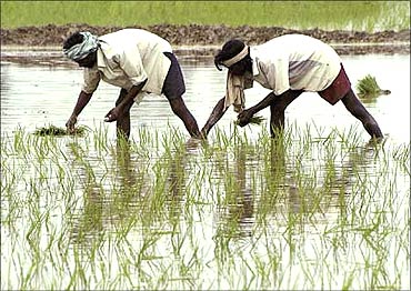 India's rice output to rise to 100 million tons: FAO