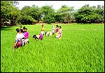 Paddy fields enroute to to Arraku valley