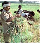 Agriculture, the mainstay of the Indian economy