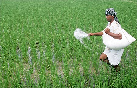 A farmer spreads fertilizers on his rice plants in Patra village in Punjab.